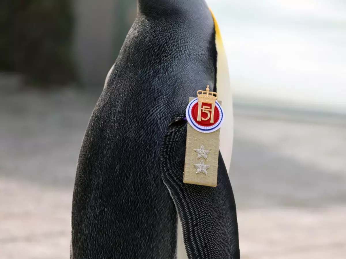 Dünya Penguenler Günü'nde Dünyanın En Yüksek Rütbeli Pengueni Onurlandırıldı