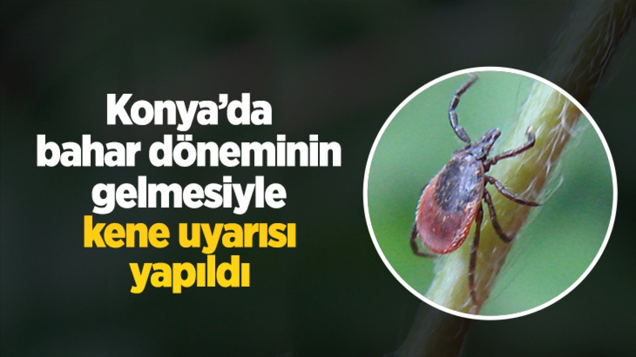 Konyada Baharla Birlikte Kene Uyarısı: Piknik Keyfi Tehlikeye Düşebilir