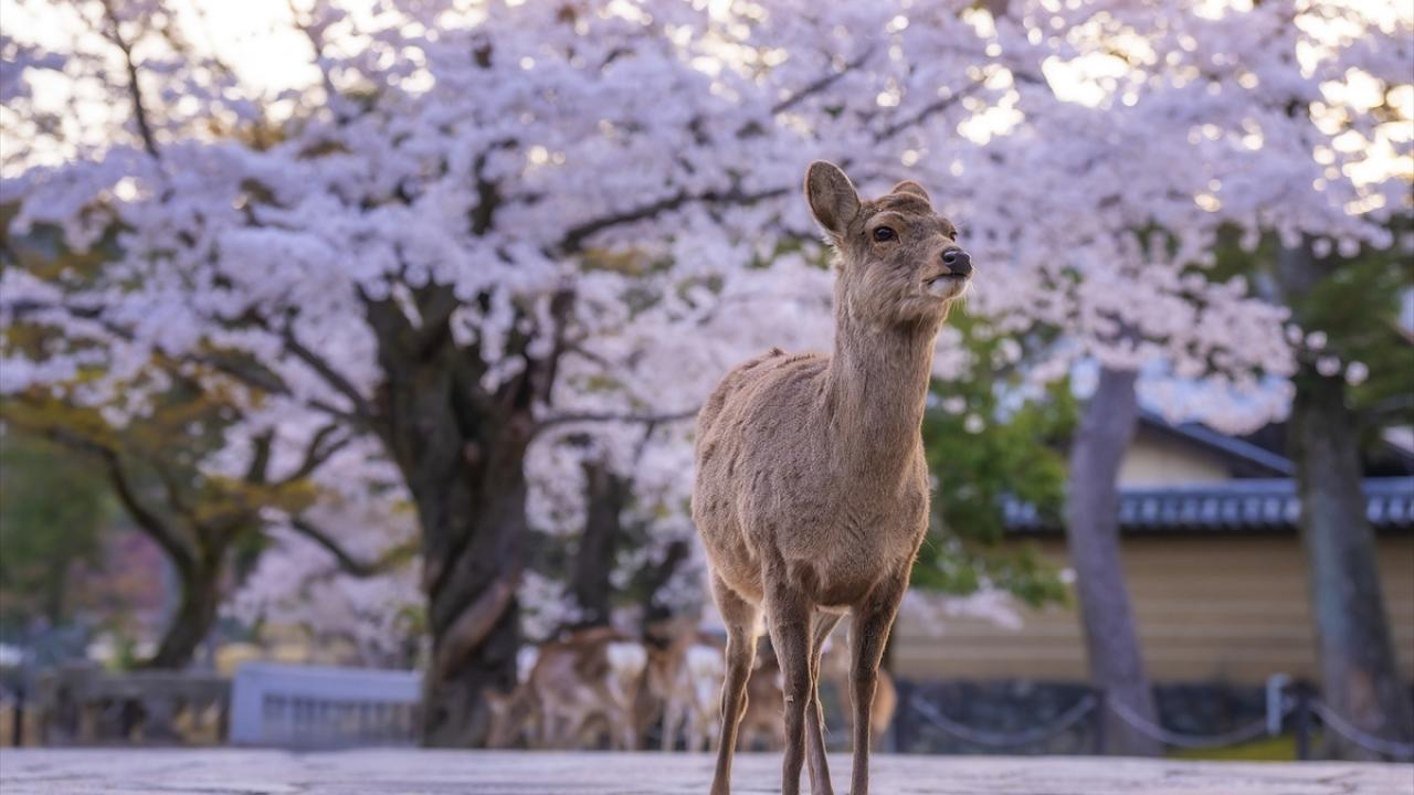 Nara Parkı'nda Sağlık Endişeleri: Vahşi Geyiklerin Davranışlarında Değişiklikler
