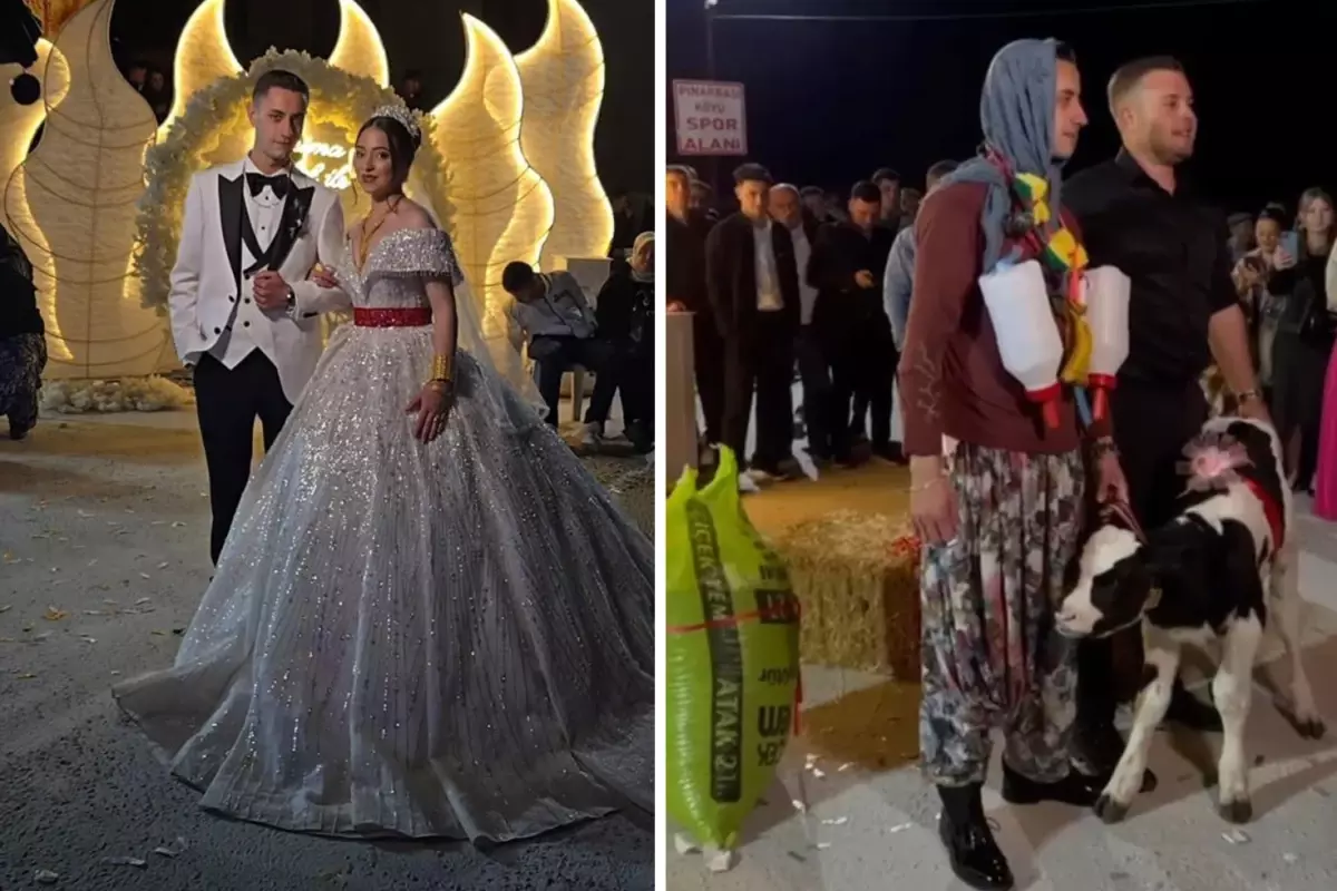 Çanakkale'de Düğün Şok: Geline Buzağı, Damada At Hediye!