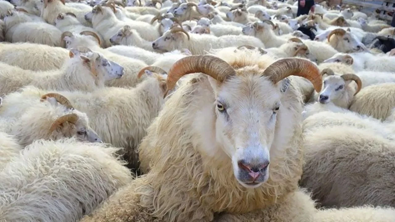 DUHA Uluslararası Kurban Organizasyonu, 20. Yılında Yenilikçi Çözümler Sunuyor