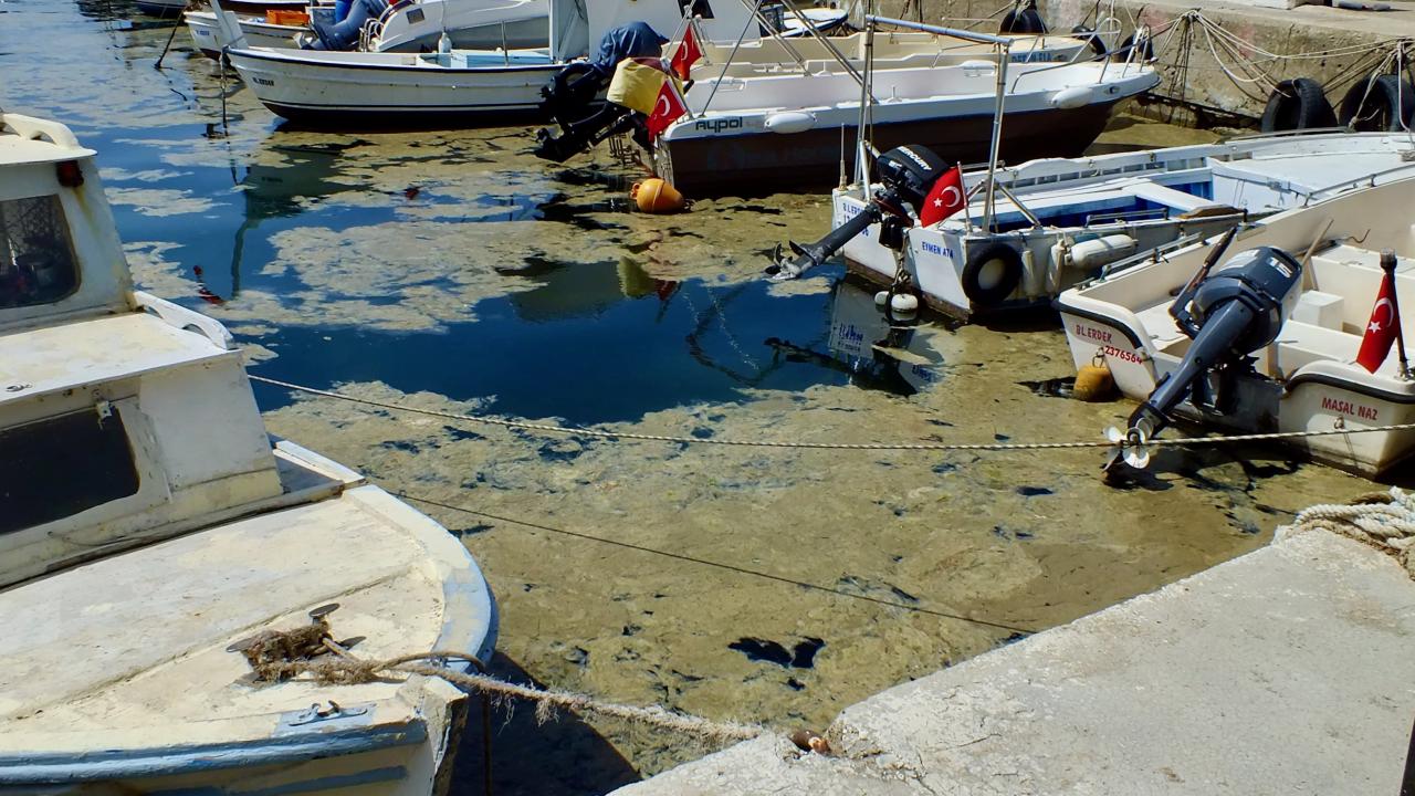 Balıkesir Erdek'te Müsilaj Paniği: Körfezde Deniz Yüzeyi Kaplandı