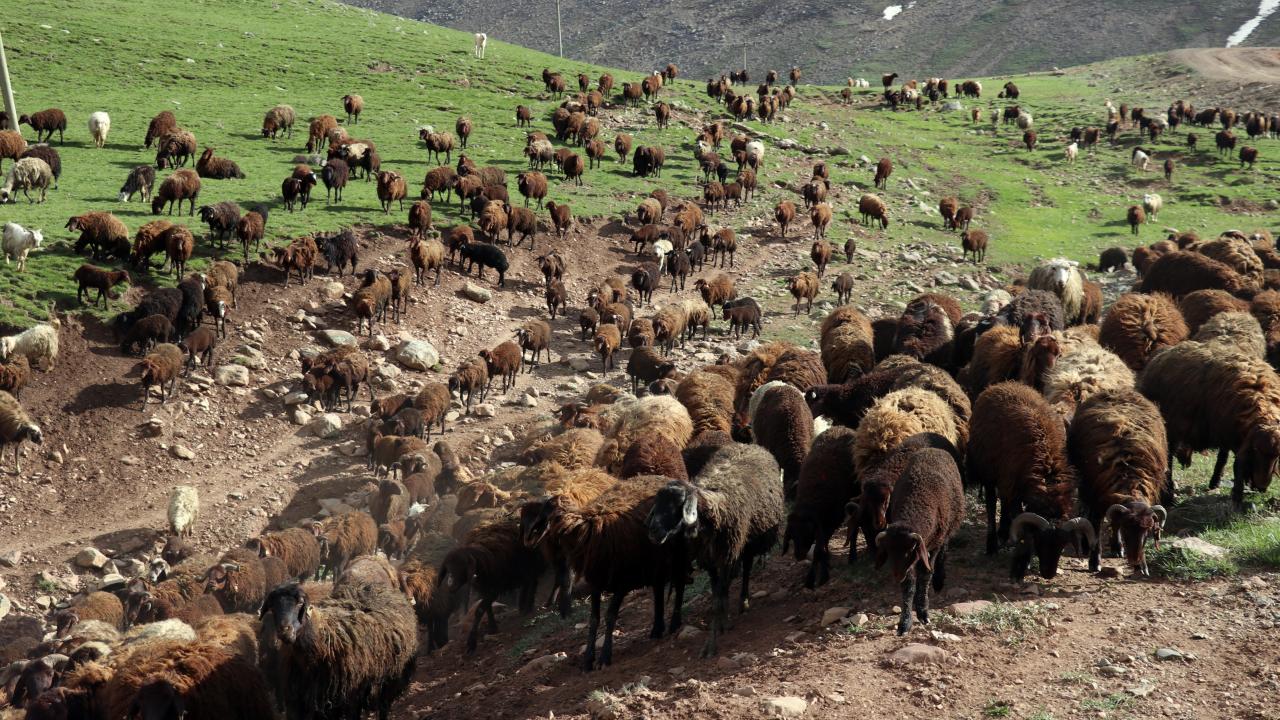 Ağrı'da Yüksek Rakımlı Köylerde Meralar Koyun ve Kuzu Sesleriyle Canlandı