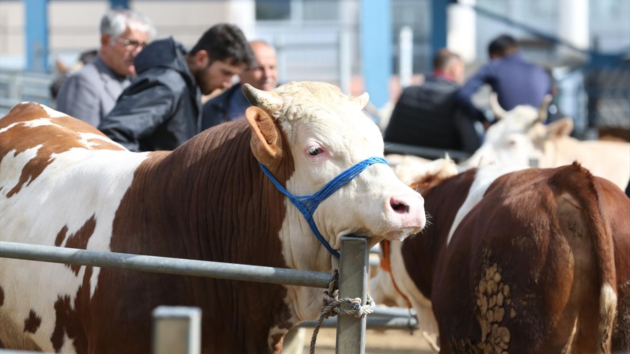 Kurbanlıklar Erzincan'dan Türkiye'nin Her Köşesine Ulaşıyor
