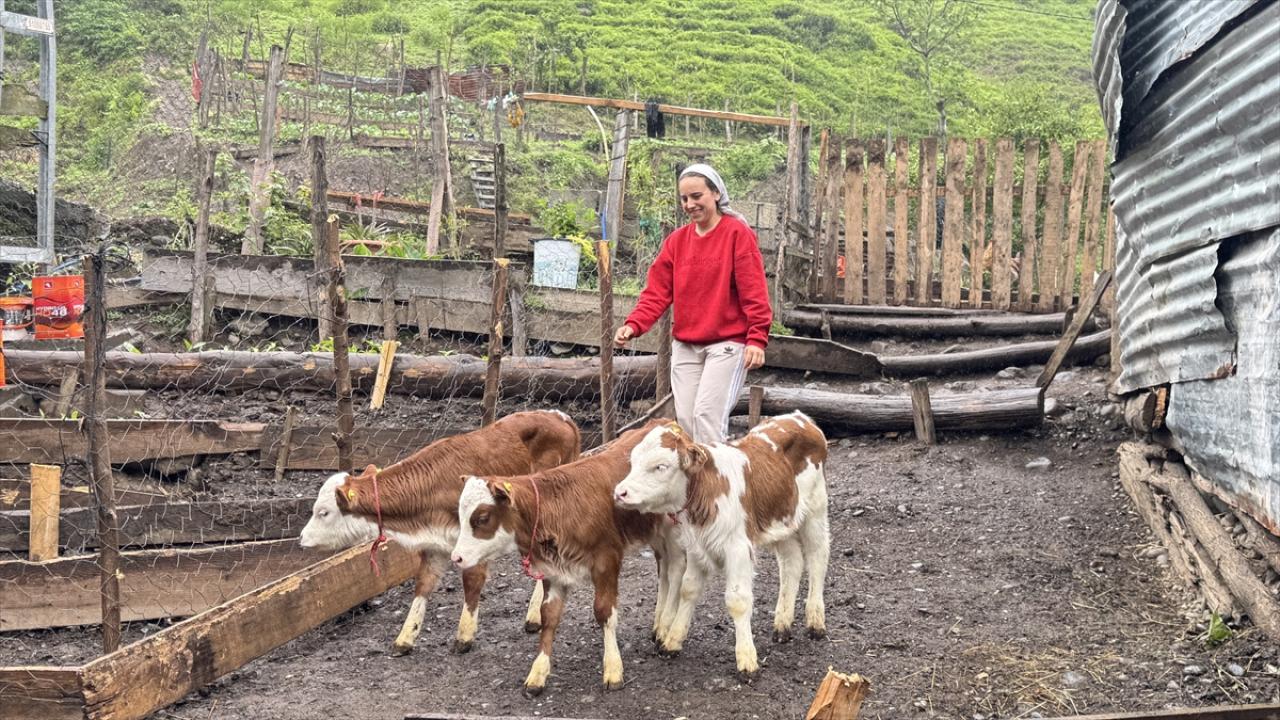 Artvin'de Dörtüz Buzağı Sürprizi: Besici Şaşkınlık İçinde