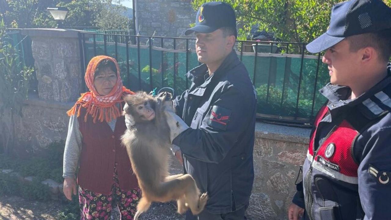 Muğla'da Kaçan Maymun Mahallede Panik Yaratı, Jandarma Müdahalesiyle Yakalandı