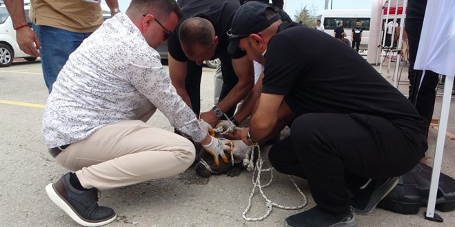 Malatya'da Başıboş Pitbull Saldırısı: Bir Kadın Yaralandı