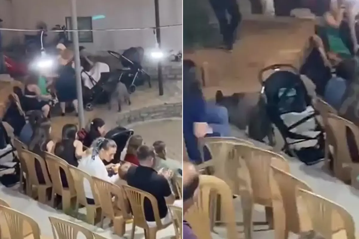 Bodrum'da Düğüne Yaban Domuzu Baskını: Paniğe Neden Oldu