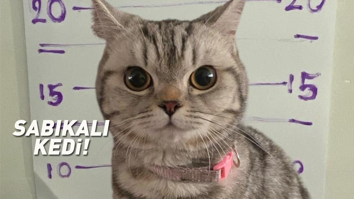 Bangkok'ta Polisleri Isıran Kedi Sosyal Medyada Viral Oldu