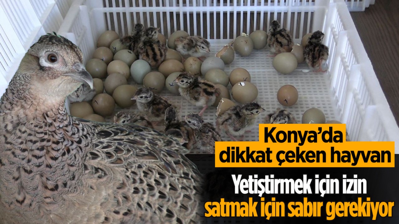 Konya'da Sülün Yetiştiriciliği İlgi Görüyor: İzinle Özel Çiftliklerde Üretim