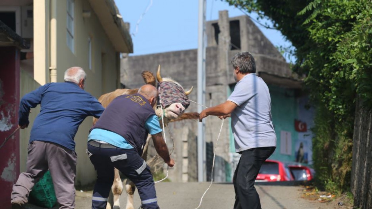 Rize'de Kaçan Kurbanlıklar Arazide Panik Yarattı