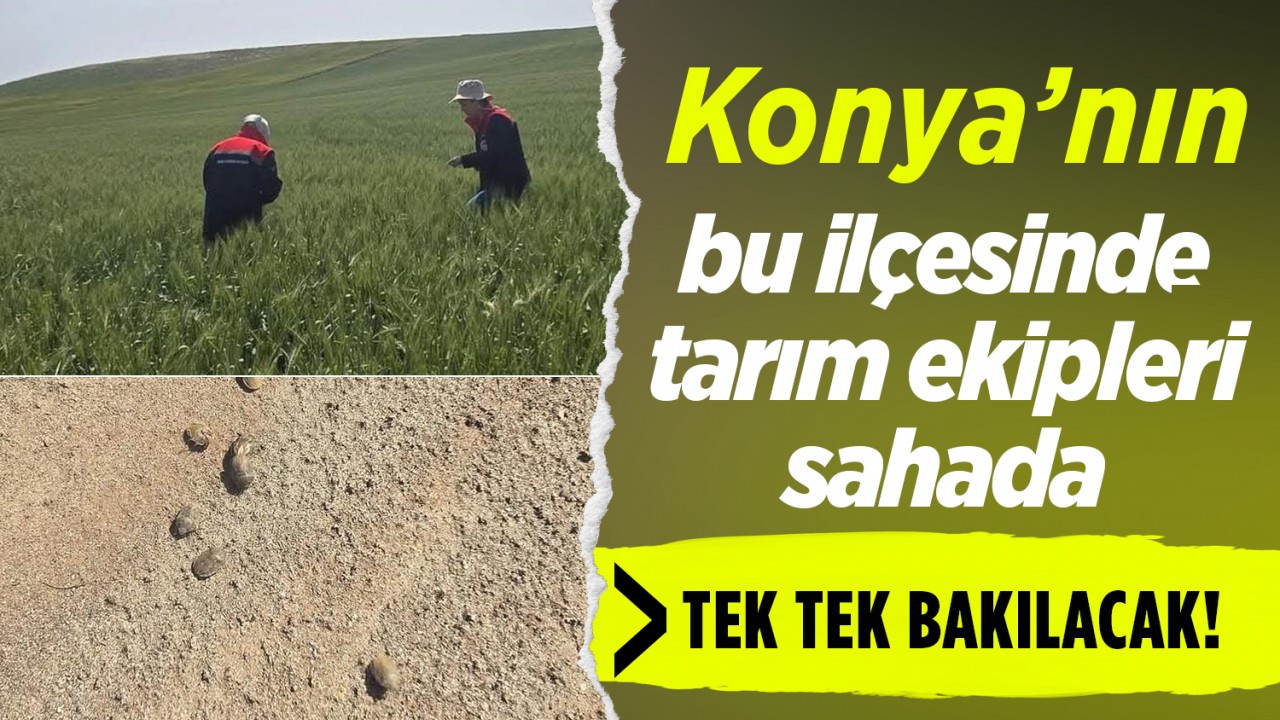 Konya'da Hububat Tarlalarında Süne Zararlısına Karşı Süreç Başlatıldı