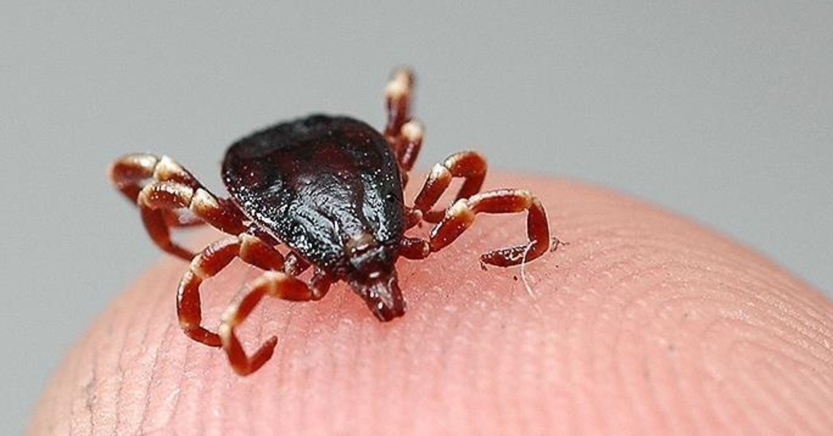 Kırım Kongo Kanamalı Ateşi (KKKA) Mücadelesi Kararlılıkla Sürüyor