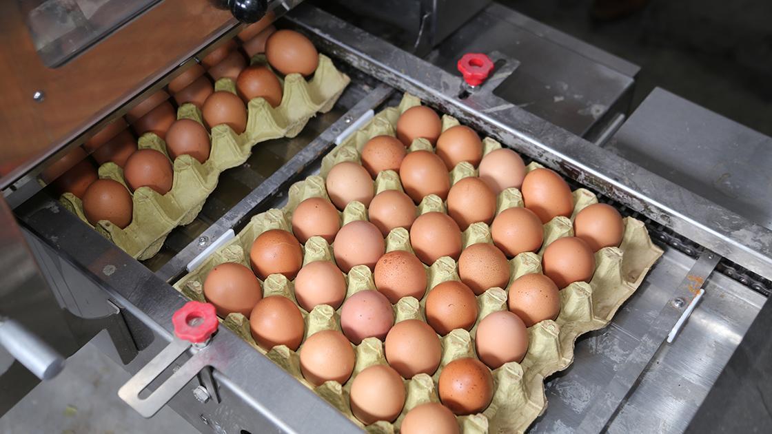 Yumurta Fiyatlarında Şaşırtan Düşüş: Nedenleri ve Detayları