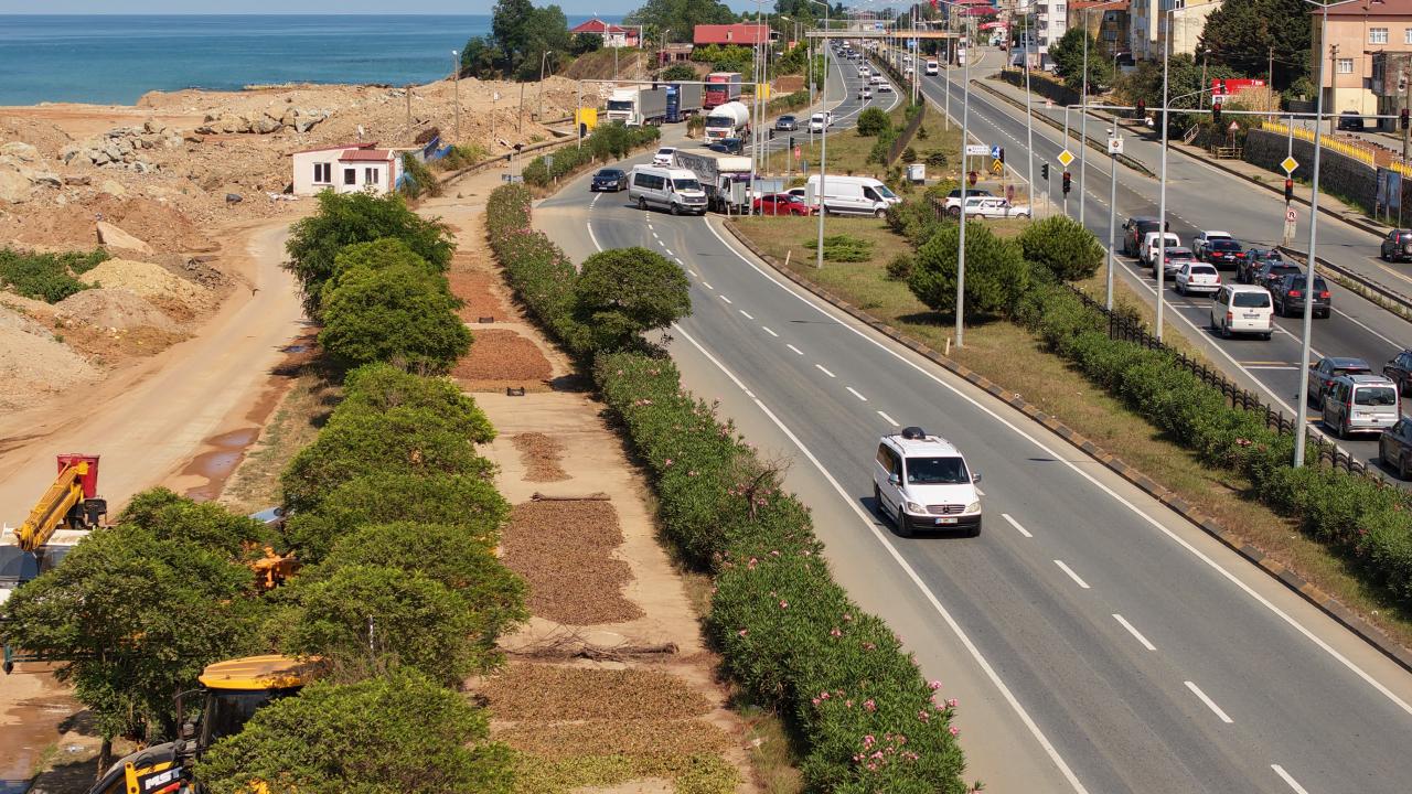 Karadeniz Sahil Yolu'nda Fındık Kurutma Panik Yaratıyor